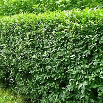 Бирючина обыкновенная  Бирючина обыкновенная в Красноярске