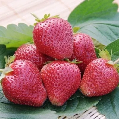 Клубника ВИМА КСИМА  Клубника ВИМА КСИМА в Красноярске