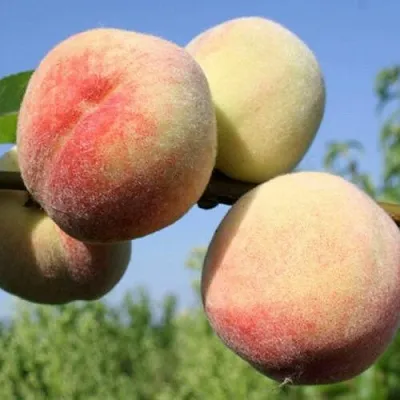 Персик ДОНЕЦКИЙ БЕЛЫЙ  Персик ДОНЕЦКИЙ БЕЛЫЙ в Красноярске