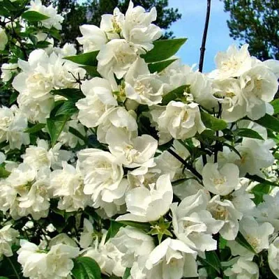 Жасмин ДЕНИСКИНЫ РАССКАЗЫ  Жасмин ДЕНИСКИНЫ РАССКАЗЫ в Красноярске