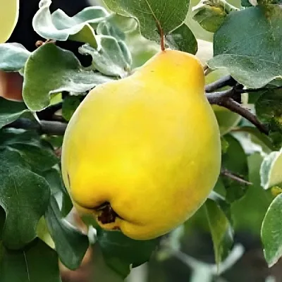 Айва МИР  Айва МИР в Красноярске