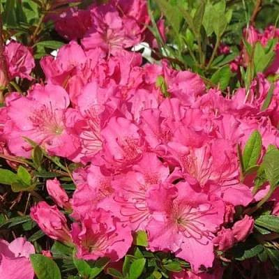 Азалия КИРСТИН японская  Азалия КИРСТИН японская в Красноярске