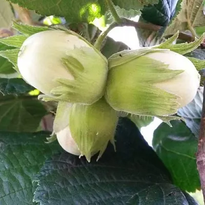 Фундук ЮННАТ  Фундук ЮННАТ в Красноярске