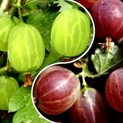 Комплект СКАЗКА в Красноярске