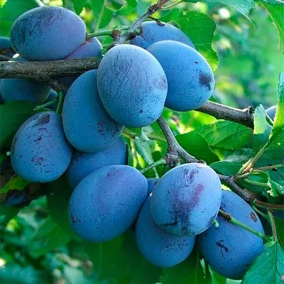 Синяя   Синяя  в Красноярске