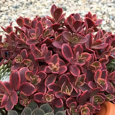 Очиток (седум) САНСПАРКЛЕР ВИЛДФАЕР гибридный  Очиток (седум) САНСПАРКЛЕР ВИЛДФАЕР гибридный в Красноярске