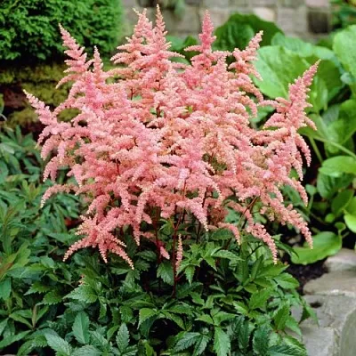 Астильба БРЕССИНГЕМ БЬЮТИ Арендса  Астильба БРЕССИНГЕМ БЬЮТИ Арендса в Красноярске