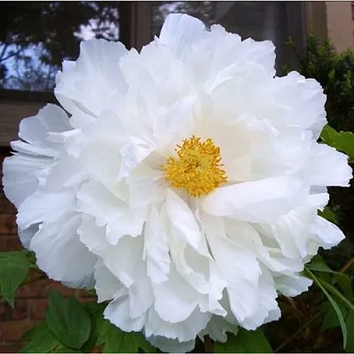 Пион БЕЛЫЙ НЕФРИТ древовидный в Красноярске