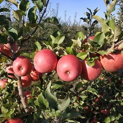 Яблоня ЧЕМПИОН РЕНО  Яблоня ЧЕМПИОН РЕНО в Красноярске