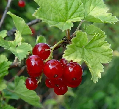 Смородина альпийская ШМИДТ  Смородина альпийская ШМИДТ в Красноярске