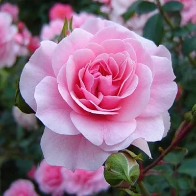 Саженцы роз БОНИКА флорибунда  Саженцы роз БОНИКА флорибунда в Красноярске