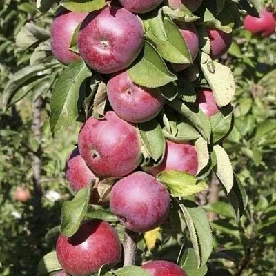 Яблоня ЕСЕНИЯ колонновидная  Яблоня ЕСЕНИЯ колонновидная в Красноярске