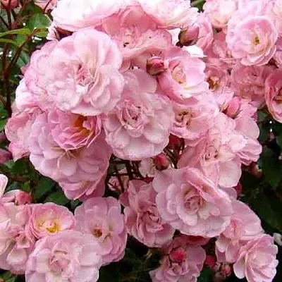 Саженцы роз ХЕВЕНЛИ ПИНК мускусная  Саженцы роз ХЕВЕНЛИ ПИНК мускусная в Красноярске