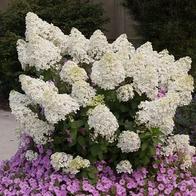 Гортензия БОБО метельчатая  Гортензия БОБО метельчатая в Красноярске