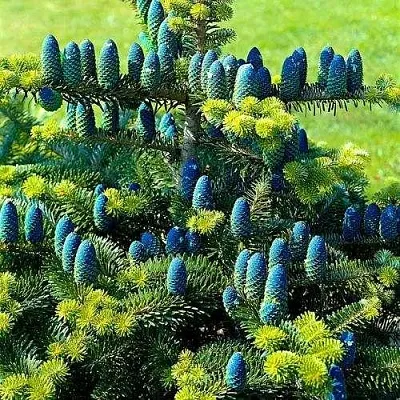 Пихта корейская   Пихта корейская  в Красноярске