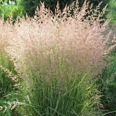 Вейник ОВЕРДАМ остроцветковый  Вейник ОВЕРДАМ остроцветковый в Красноярске