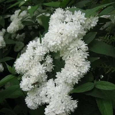 Дейция КАНДИДИССИМА шершавая  Дейция КАНДИДИССИМА шершавая в Красноярске