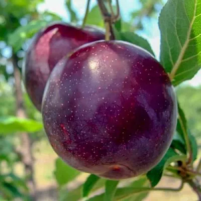 Слива АНЖЕЛИНО  Слива АНЖЕЛИНО в Красноярске