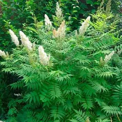 Рябинник рябинолистный СЭМ  Рябинник рябинолистный СЭМ в Красноярске