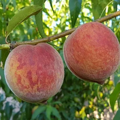 Персик КОНДОР  Персик КОНДОР в Красноярске