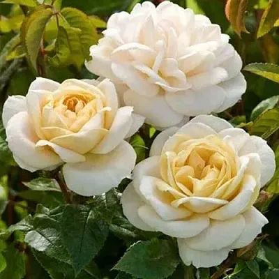 Саженцы роз ДЖЕЙ ПИ КОННЕЛ шраб  Саженцы роз ДЖЕЙ ПИ КОННЕЛ шраб в Красноярске