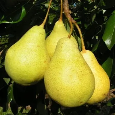 Груша ВИЛИЯ в Красноярске