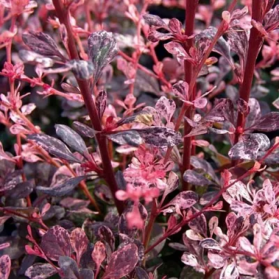 Барбарис АРЛЕКИН тунберга  Барбарис АРЛЕКИН тунберга в Красноярске