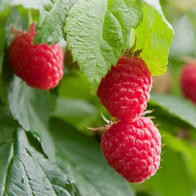 Малина МАРАВИЛЛА в Красноярске