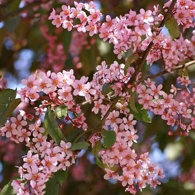 Черемуха КОЛОРАТА  Черемуха КОЛОРАТА в Красноярске