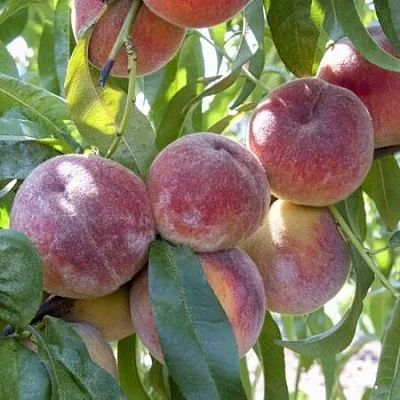 Персик ЗАРМЕНЮ  Персик ЗАРМЕНЮ в Красноярске