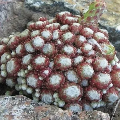 Молодило ГНАФАЛИУМ  Молодило ГНАФАЛИУМ в Красноярске