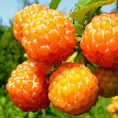 Жёлтая  Жёлтая в Красноярске