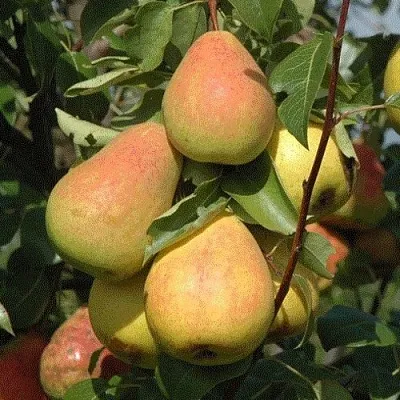 Груша СЕВЕРЯНКА  Груша СЕВЕРЯНКА в Красноярске