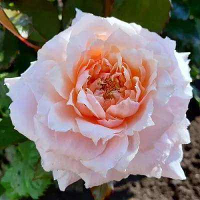 Саженцы роз ТСУМУГИ японская  Саженцы роз ТСУМУГИ японская в Красноярске