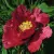 Пион КРАСНЫЙ ЛОТОС древовидный в Красноярске