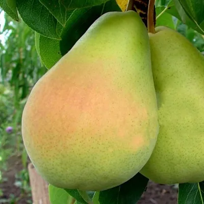 Груша ВИКТОРИЯ  Груша ВИКТОРИЯ в Красноярске