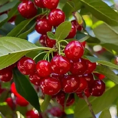 Вишня ГИРЛЯНДА  Вишня ГИРЛЯНДА в Красноярске