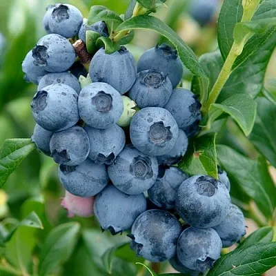 Голубика ХАРДИБЛЮ  Голубика ХАРДИБЛЮ в Красноярске