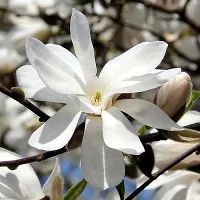 Магнолия ЛЕБНЕРА МЕРРИЛЛ  Магнолия ЛЕБНЕРА МЕРРИЛЛ в Красноярске