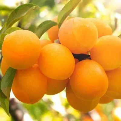 Слива МАРА  Слива МАРА в Красноярске