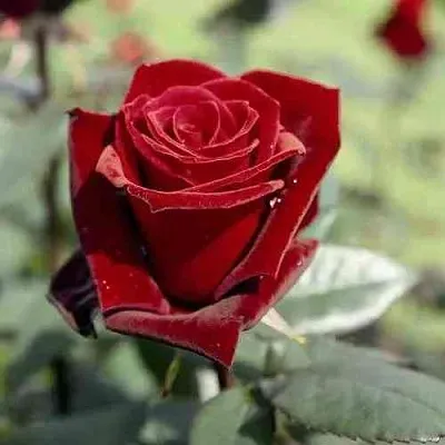 Саженцы роз ТАБУ чайно-гибридная в Красноярске