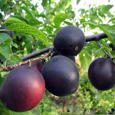 ЧЕРРИКОС  ЧЕРРИКОС в Красноярске