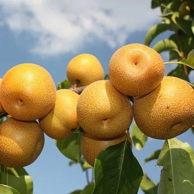 Груша азиатская  Груша азиатская в Красноярске