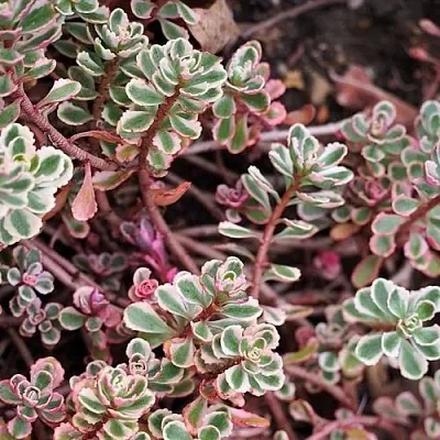 Очиток (седум) ТРИКОЛОР ложный  Очиток (седум) ТРИКОЛОР ложный в Красноярске