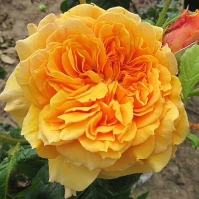 Саженцы роз ЛЕА ТУТУ шраб  Саженцы роз ЛЕА ТУТУ шраб в Красноярске