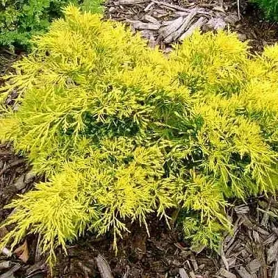 Можжевельник КИНГ ОФ СПРИНГ средний  Можжевельник КИНГ ОФ СПРИНГ средний в Красноярске