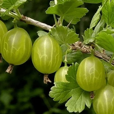 Крыжовник УРАЛЬСКИЙ БЕСШИПНЫЙ  Крыжовник УРАЛЬСКИЙ БЕСШИПНЫЙ в Красноярске