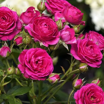 Саженцы роз БЕБИ КРИМСОН миниатюрная  Саженцы роз БЕБИ КРИМСОН миниатюрная в Красноярске