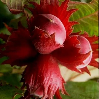 Фундук БАГРЯНЕЦ в Красноярске