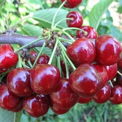 Вишня ДЕСЕРТНАЯ МОРОЗОВОЙ  Вишня ДЕСЕРТНАЯ МОРОЗОВОЙ в Красноярске